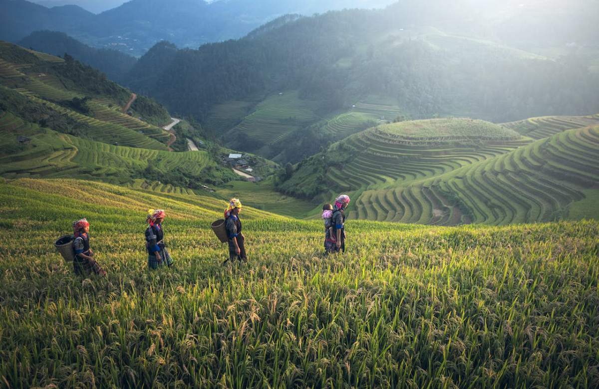 sản xuất nông nghiệp là gì