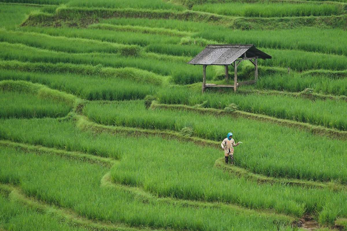 tại sao sản xuất nông nghiệp có tính mùa vụ