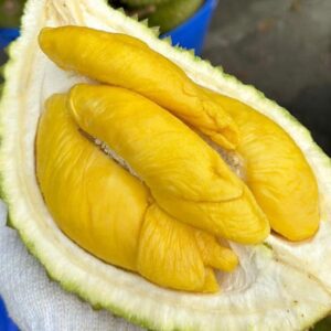 sầu riêng Musang King