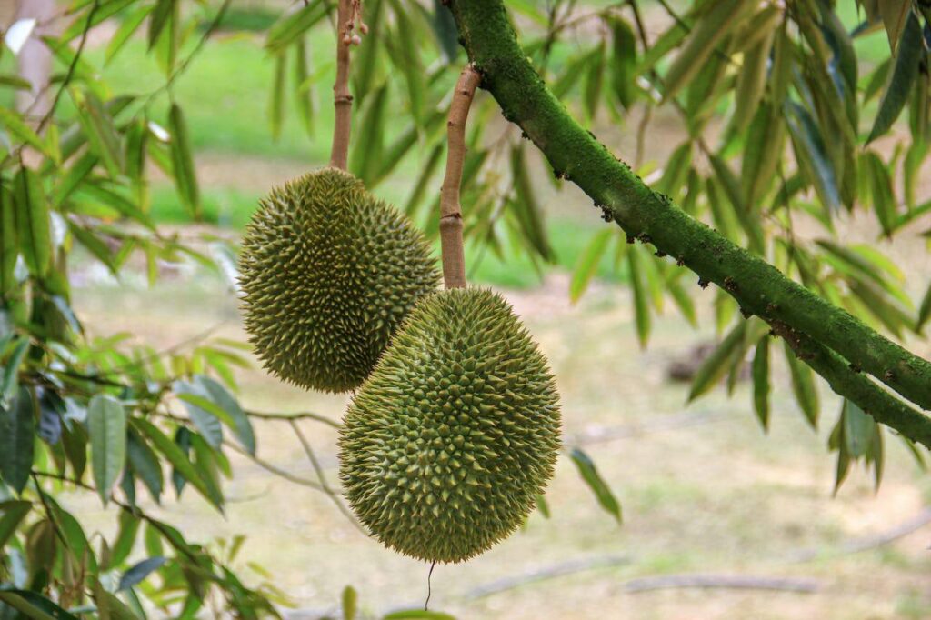 sầu riêng trồng bao lâu có trái