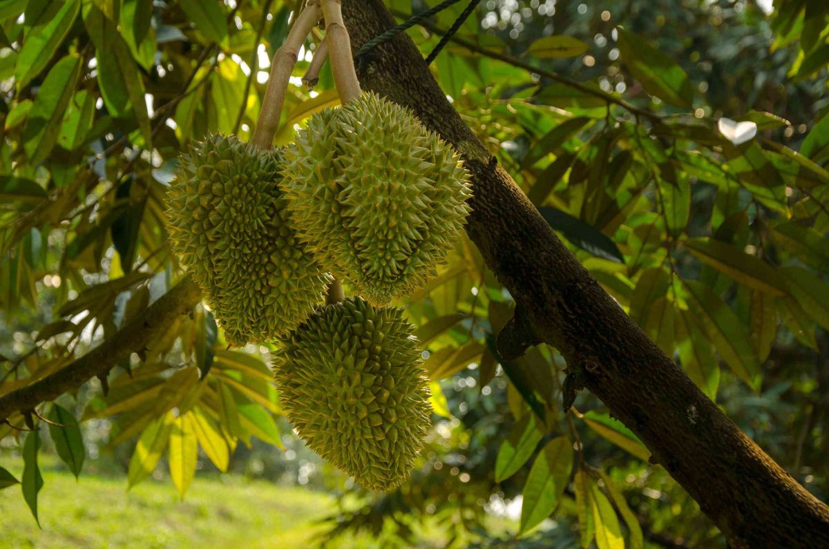 cây giống sầu riêng musang king