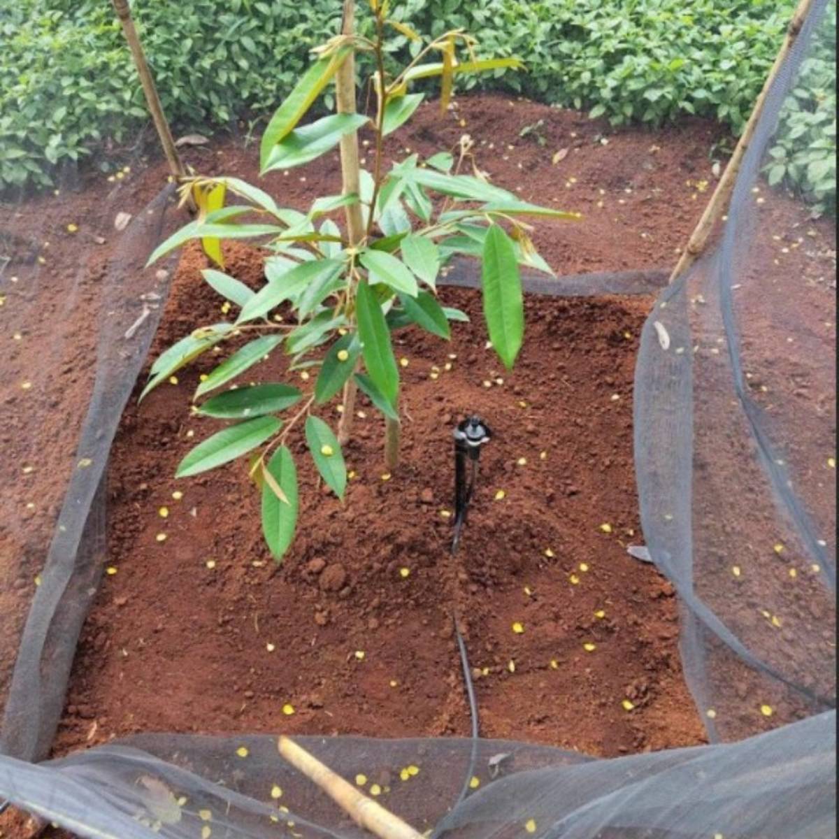 cây giống sầu riêng musang king