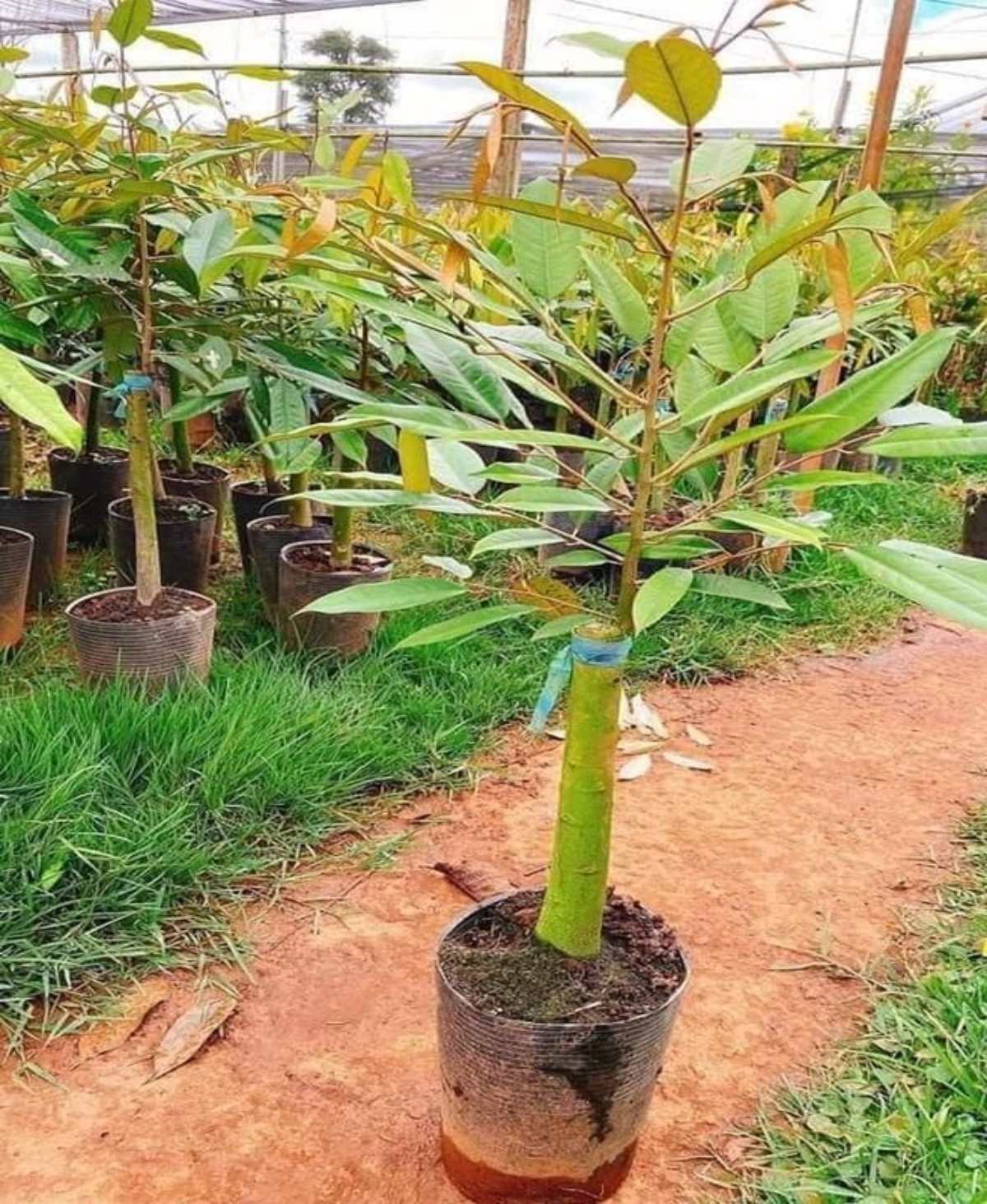 cây giống sầu riêng musang king