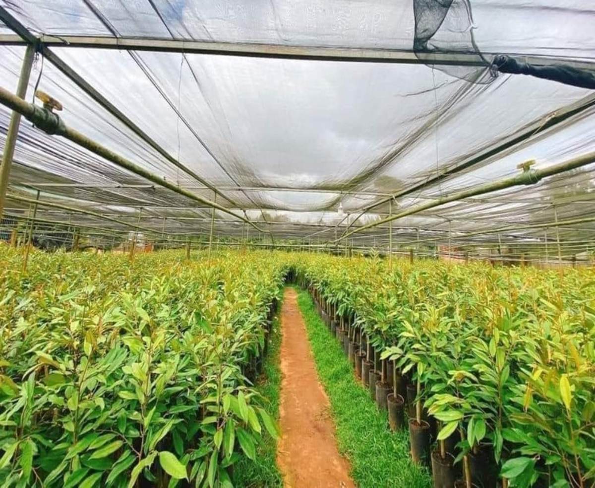 cây giống sầu riêng musang king