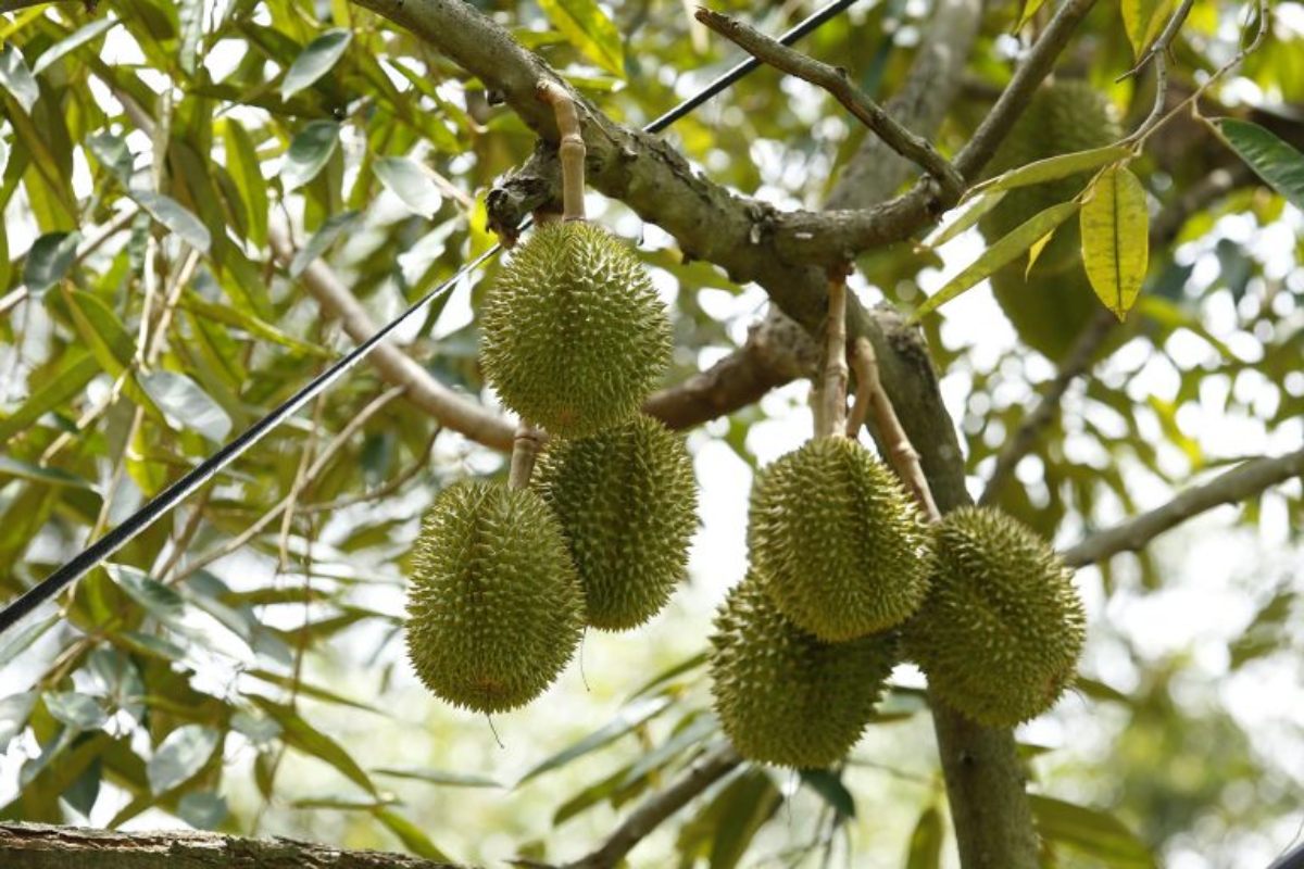 cây giống sầu riêng musang king
