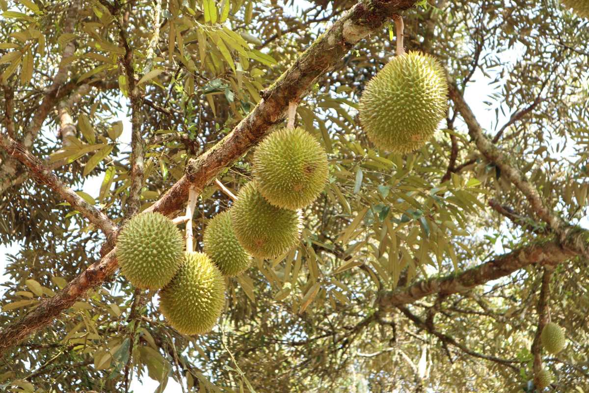 giá sầu riêng musang king